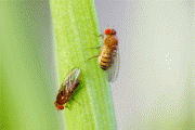 Carleton Researcher Discovers that Fruit Flies Die in the Cold due to Leaky Guts Carleton Researcher Discovers that Fruit Flies Die in the Cold due to Leaky Guts