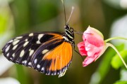 2017 Biology Butterfly Show Lifts Off at Carleton University 2017 Biology Butterfly Show Lifts Off at Carleton University