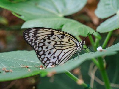 Photo for the news post: Carleton Butterfly Show Celebrates a Quarter Century of Natural Wonder