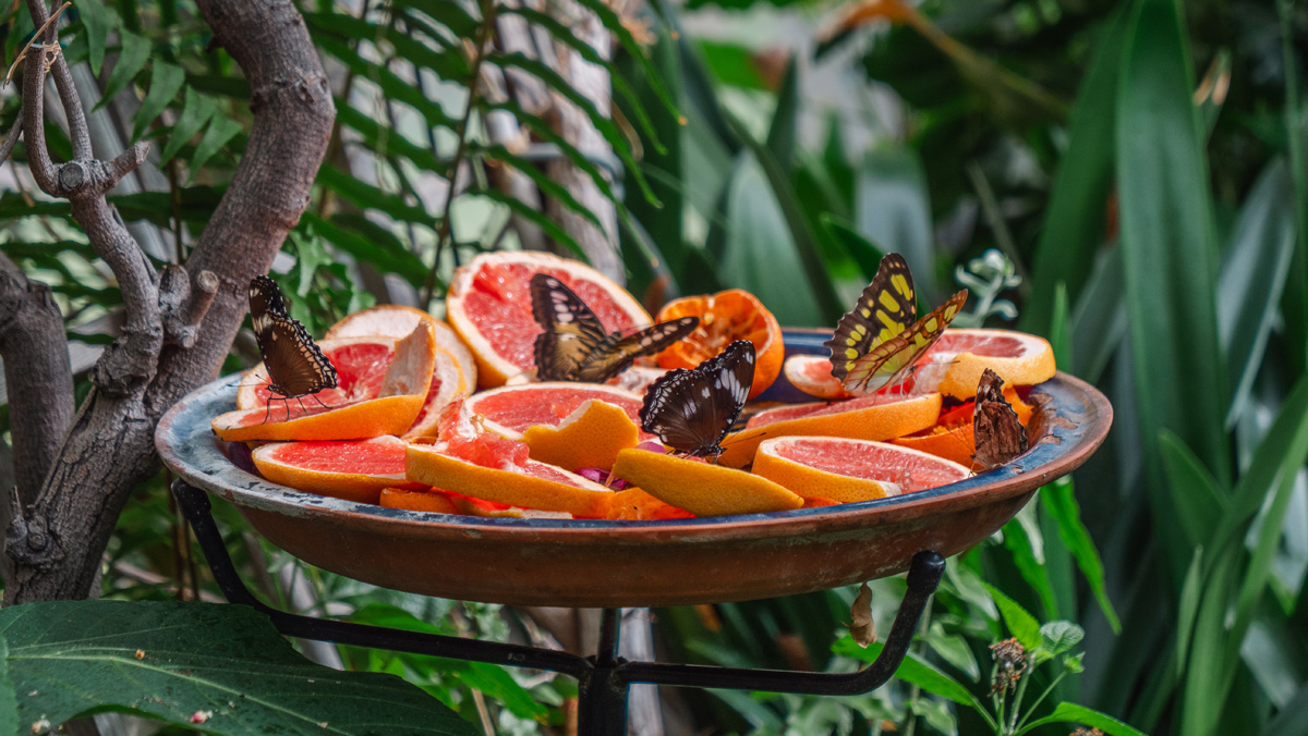 Butterflies on a plate of grapefruit at the 2024 Carleton Butterfly Show