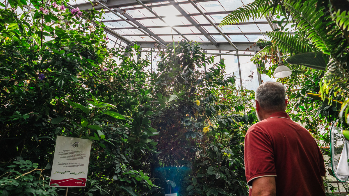 Large plants from the 2024 Carleton Butterfly Show