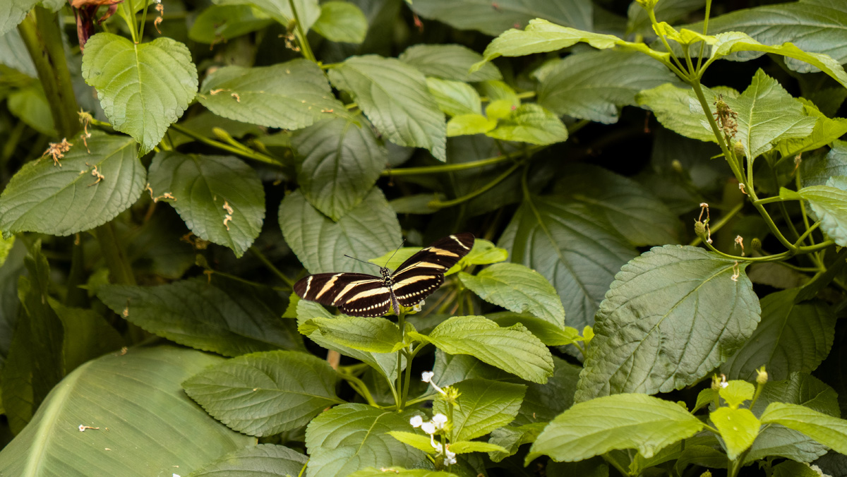 Butterfly with its wings spread