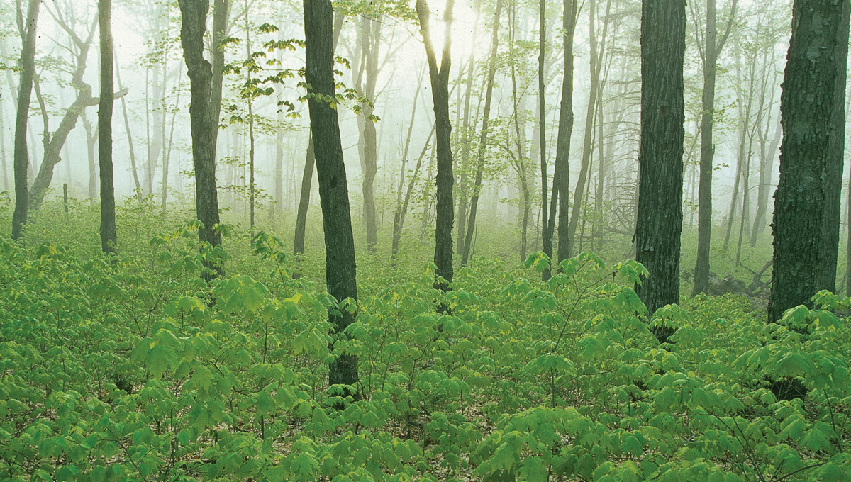 A thinly treed forest at dawn with green ground cover on the floor.