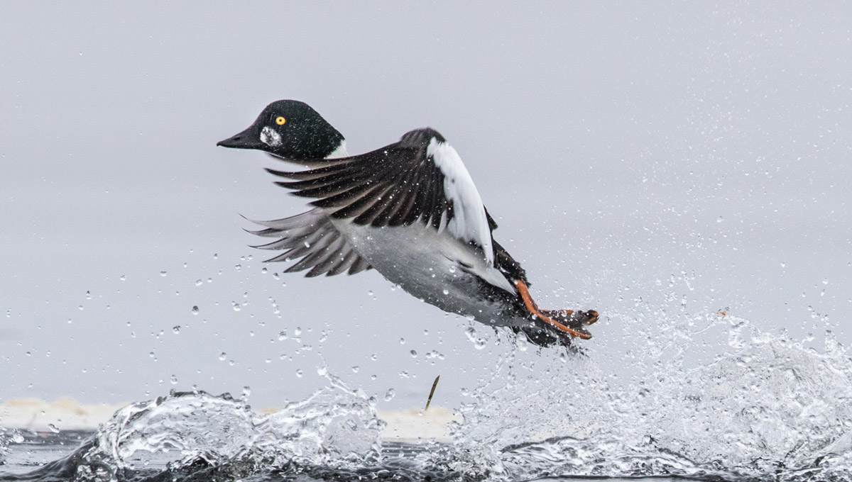 A loon takes flight as water splashes around it.