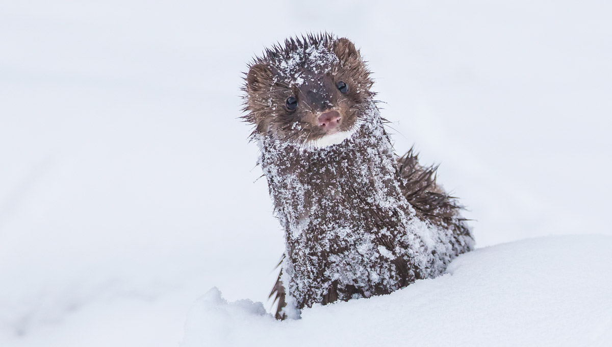 A fur-covered mammal peaks out of the snow.