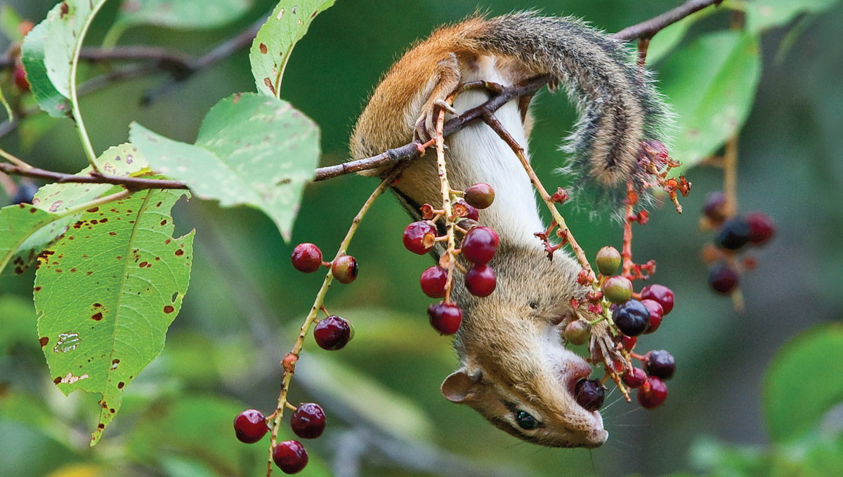 A squirrel perches upside down on a thin brach to grab red berries.