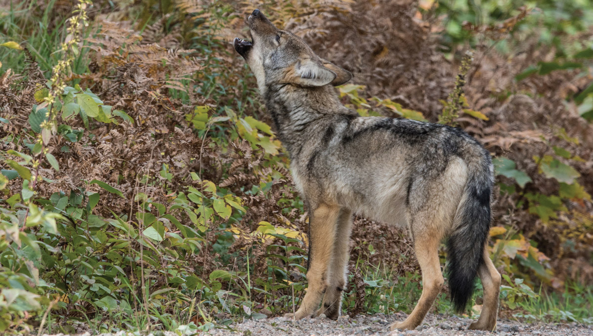 A wolf howling in Algonquin Provincial Park.