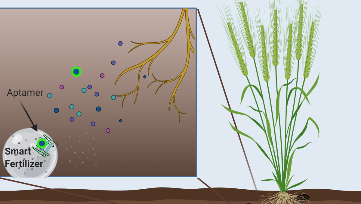 An infographic illustrating the apatamer at work underneath the soil as a plant grows.