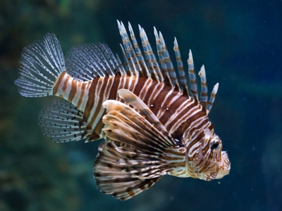 Photo for the news post: New Study from Carleton University Shows Warming Ocean Boosts Invasive Lionfish Appetite