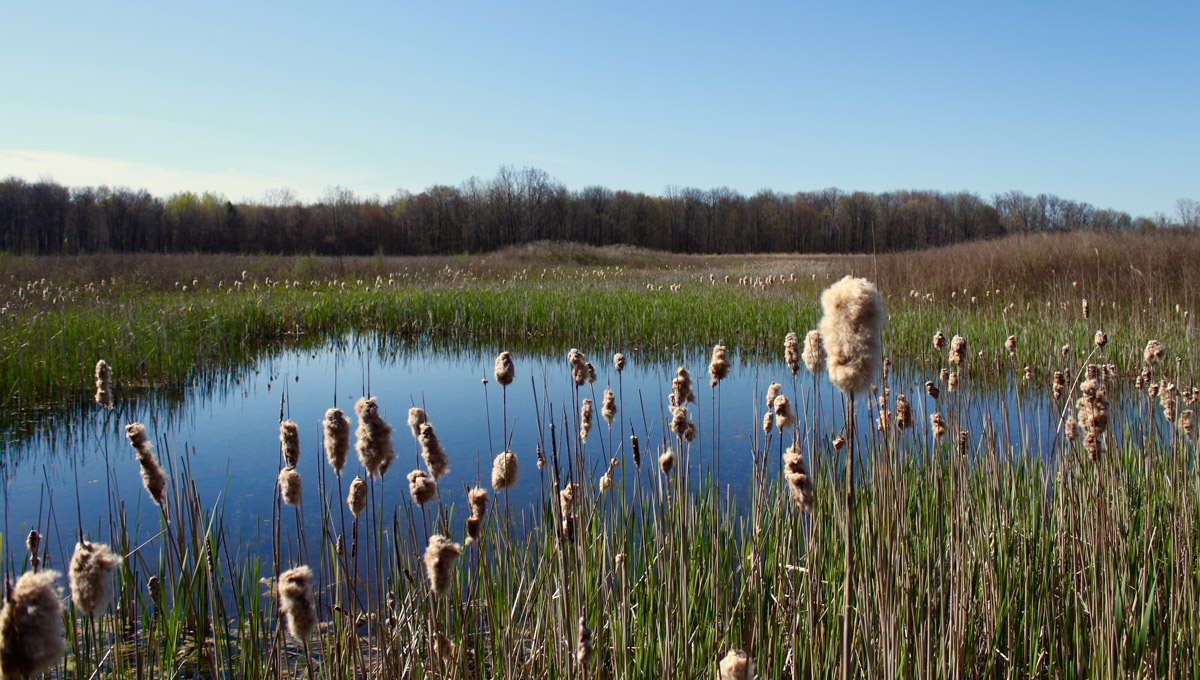 Restored Wetland near Norfolk, Ontario