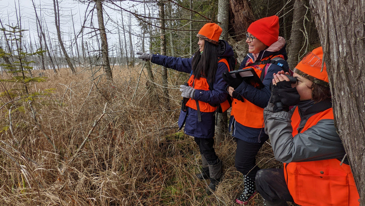 Team surveying for Phragmites