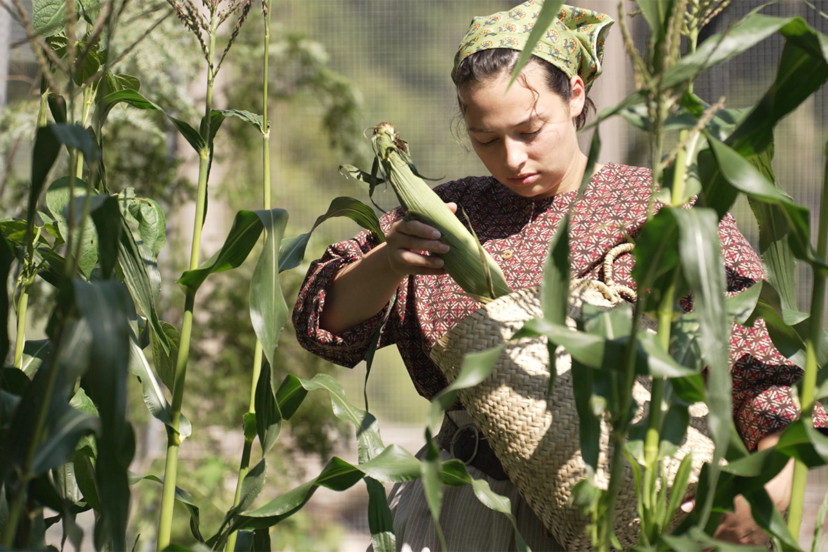 Picking corn from a Three Sisters Garden comprised of corn, beans and squash. An Indigenous agricultural method taught to settlers, preserving culinary history.