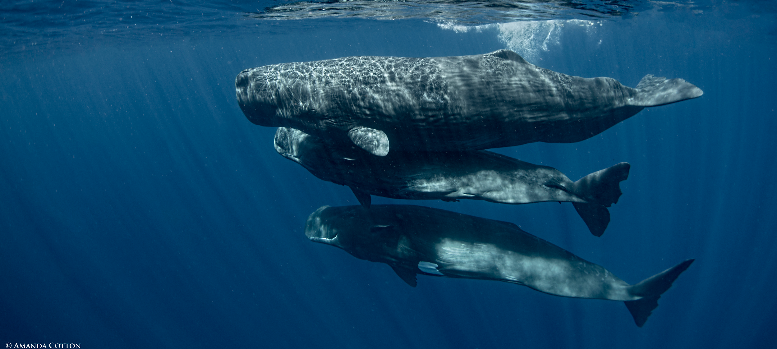 Three sperm whales swimming under water