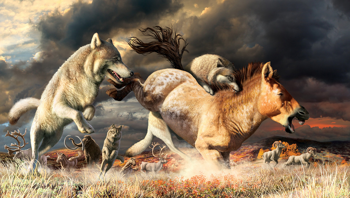 Gray wolves take down a horse on the mammoth-steppe habitat of Beringia during the late Pleistocene (around 25,000 years ago). CREDIT: Julius Csotonyi, Government of Yukon