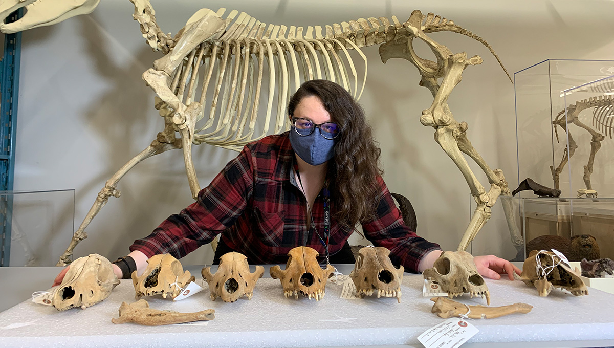 Prof. Danielle Fraser with some of the gray wolf specimens used in the study.