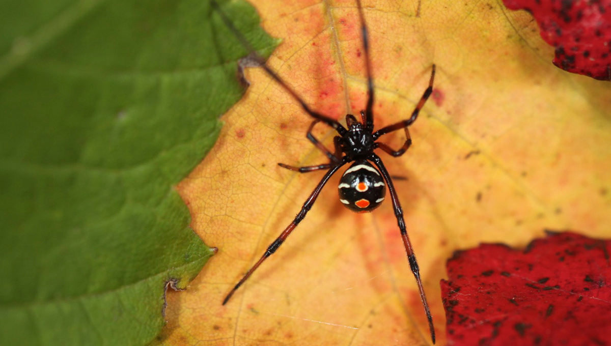 A Northern Black Widow Spider (Latrodectus variolus)