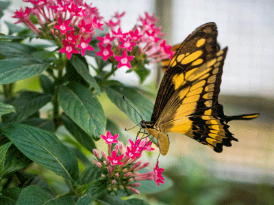 Photo for the news post: Carleton University Welcomes Back In-Person Visitors to the Annual Biology Butterfly Show