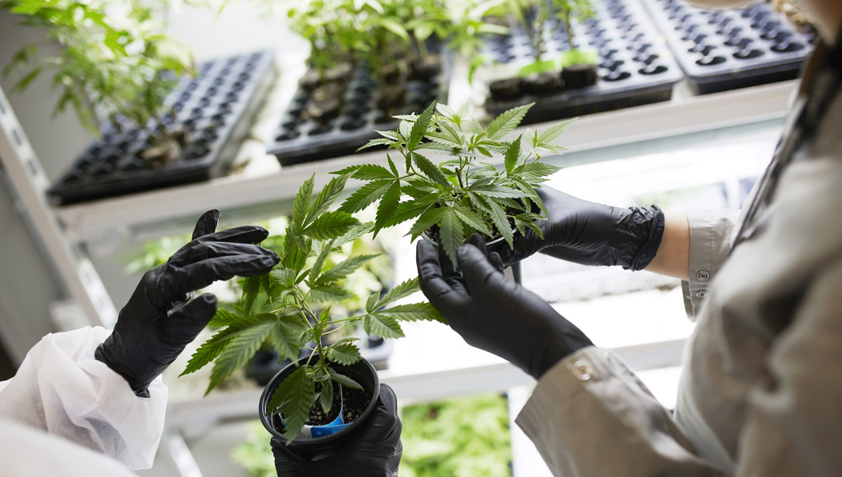 Lab operators wearing gloves and lab coats hold canabis plants in a nursery.