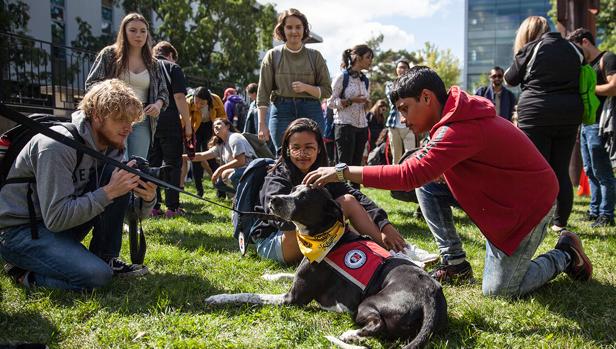 Carleton Adds Six New Dogs to Popular Therapy Program