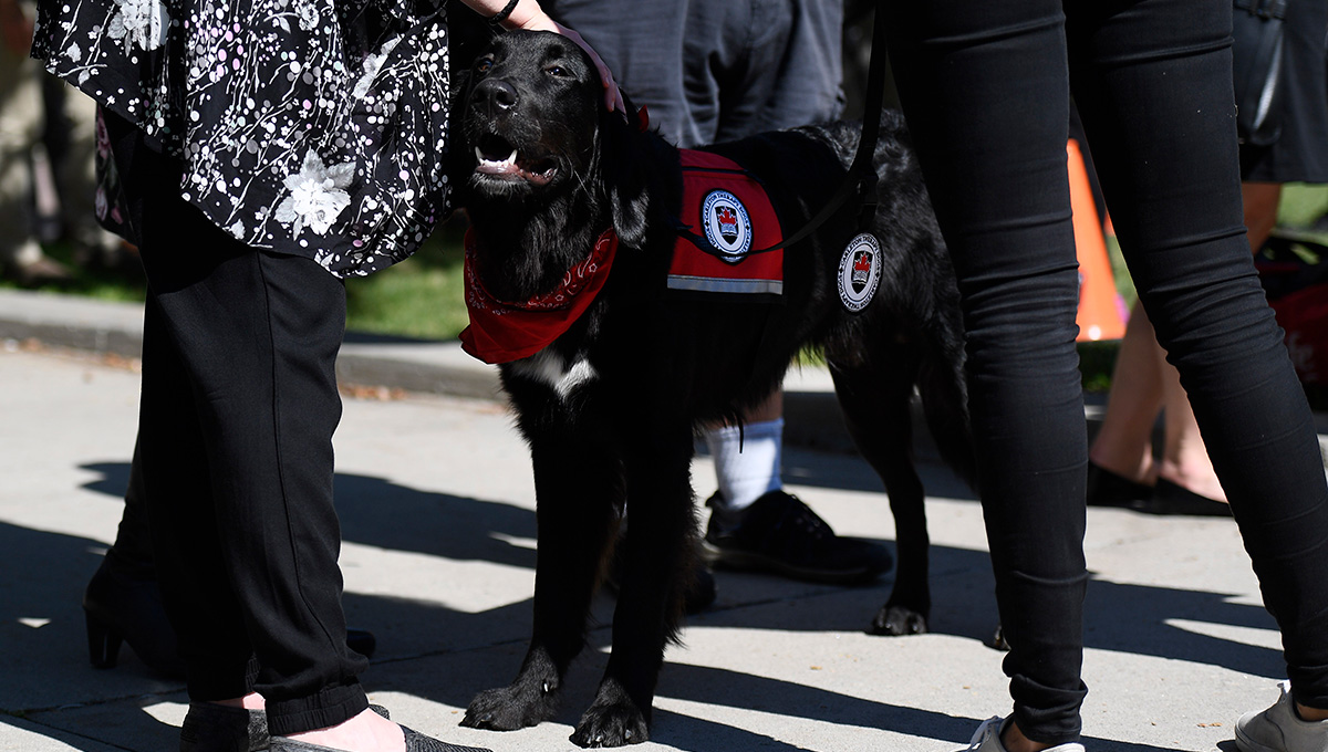 Carleton Expands Therapy Dog Program