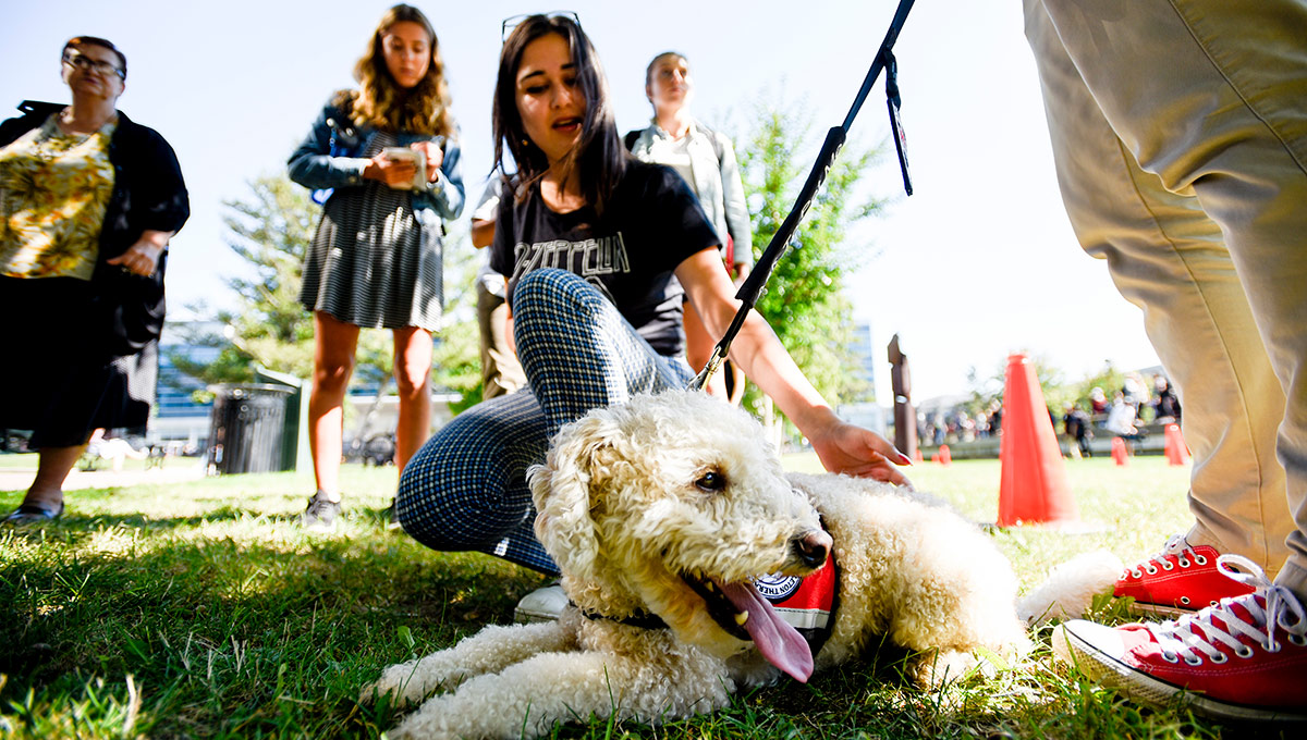 Carleton Expands Therapy Dog Program