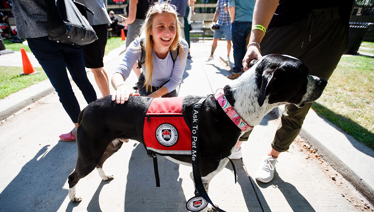 Carleton Expands Therapy Dog Program