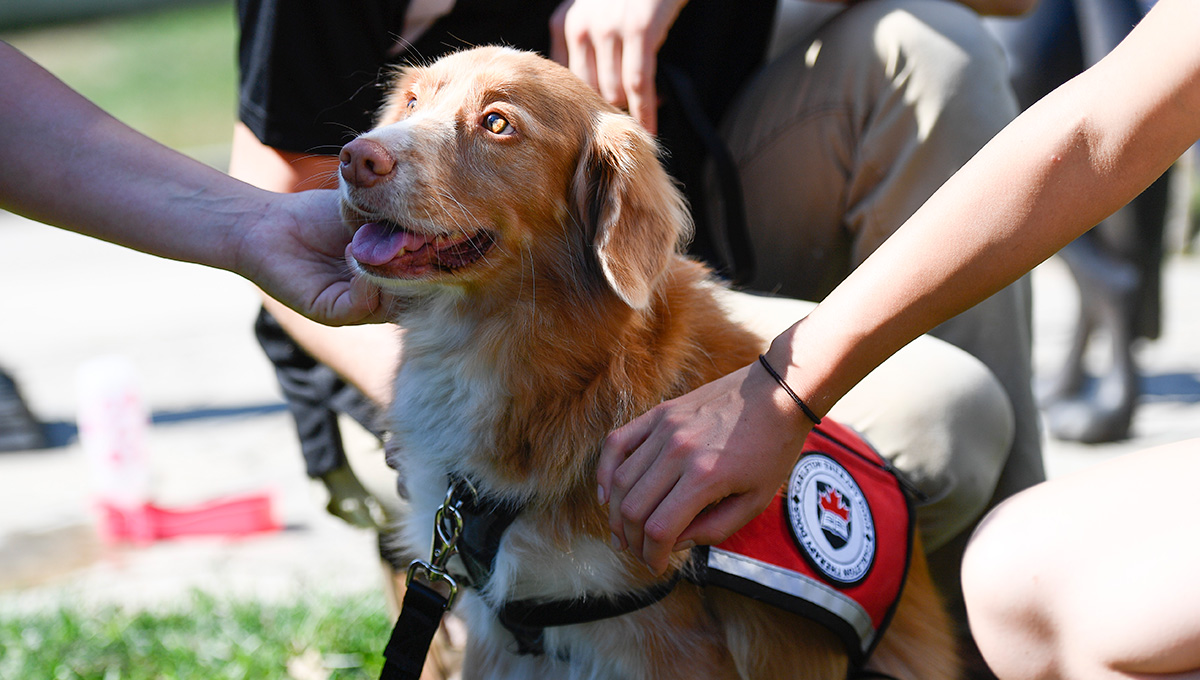 Carleton Expands Therapy Dog Program