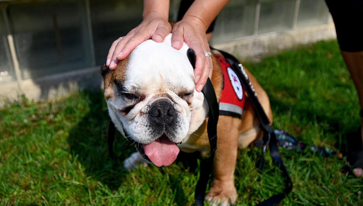 Carleton Expands Therapy Dog Program