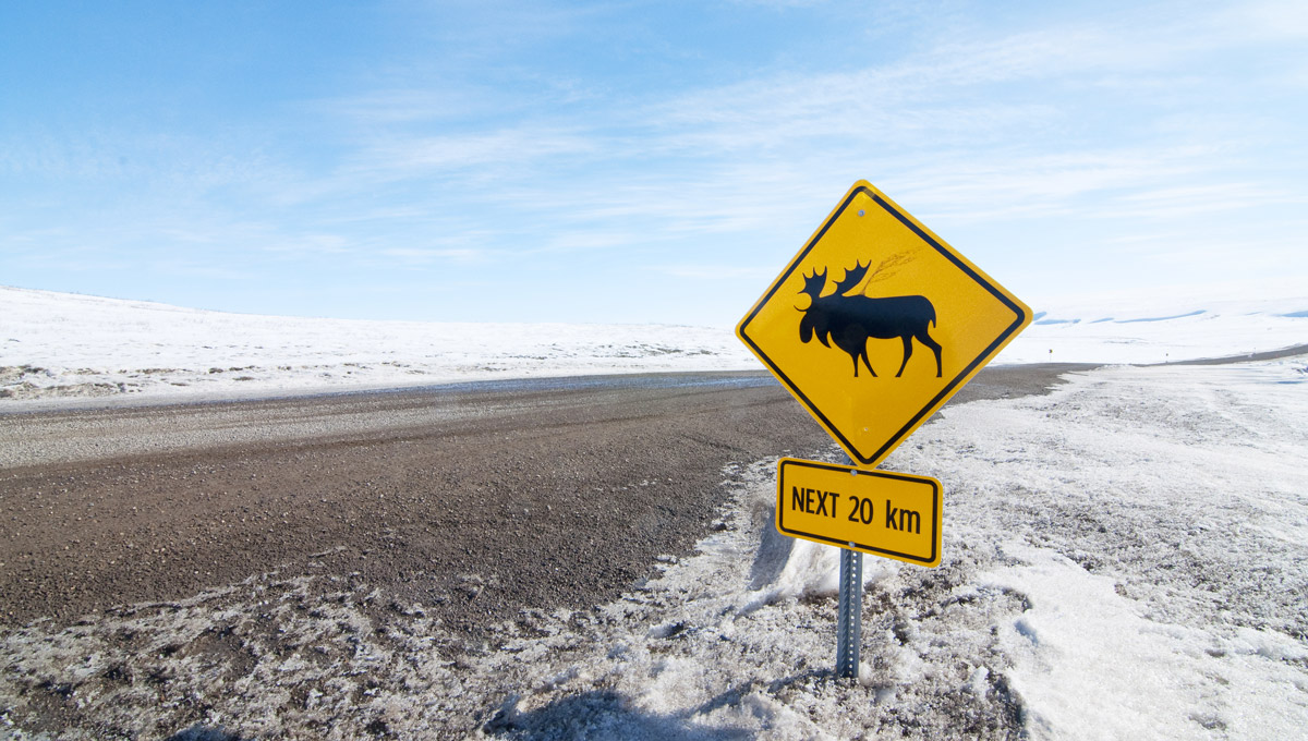 Moose Crossing sign on the Inuvik-Tuktoyaktuk Highway in the Northwest Territories of Arctic Canada.
