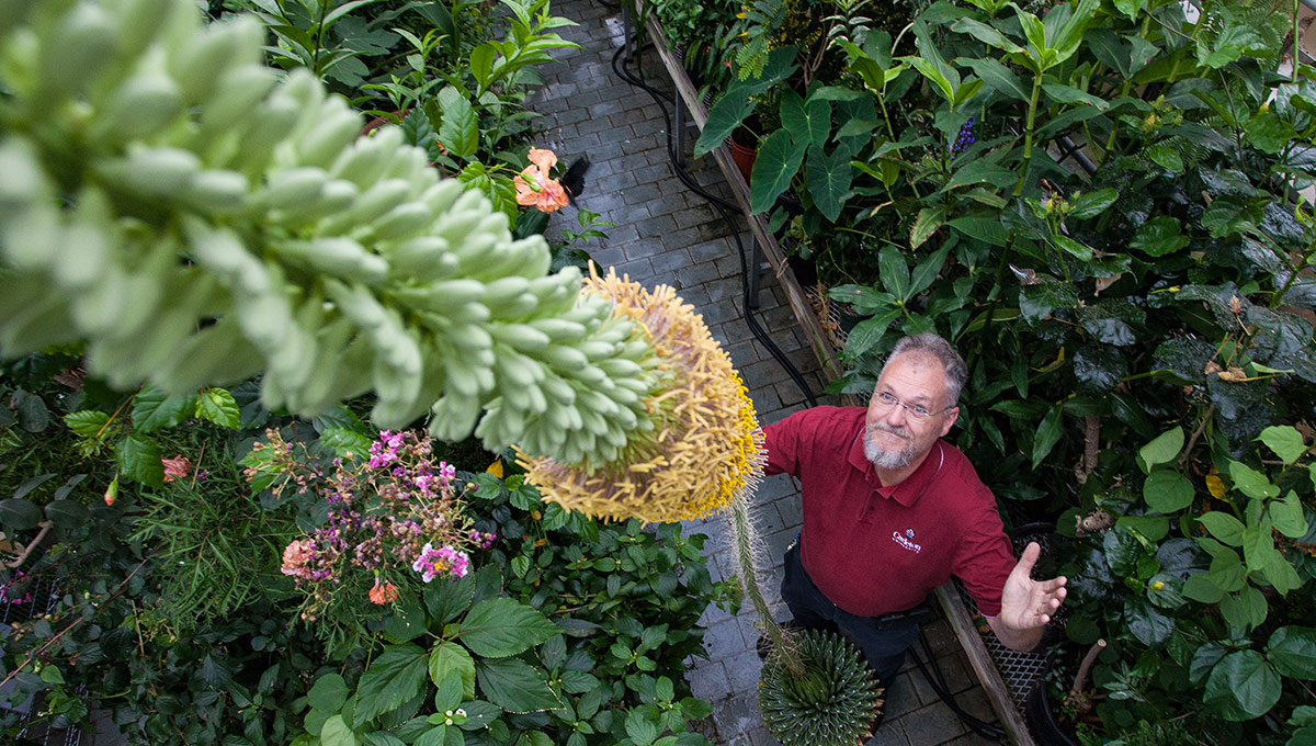 Agave - Colossal Carleton Blossom Astounds Biologists