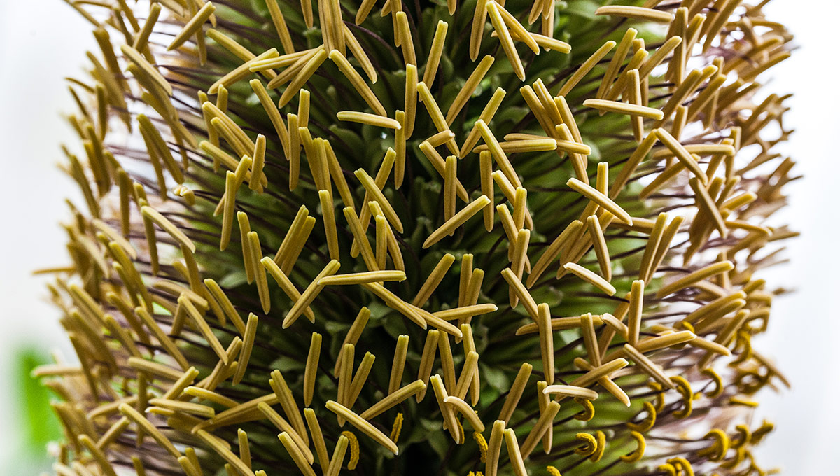 Agave - Colossal Carleton Blossom Astounds Biologists