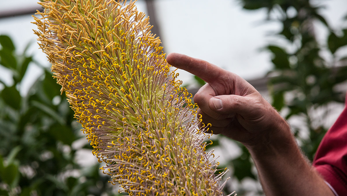 Colossal Carleton Blossom Astounds Biologists