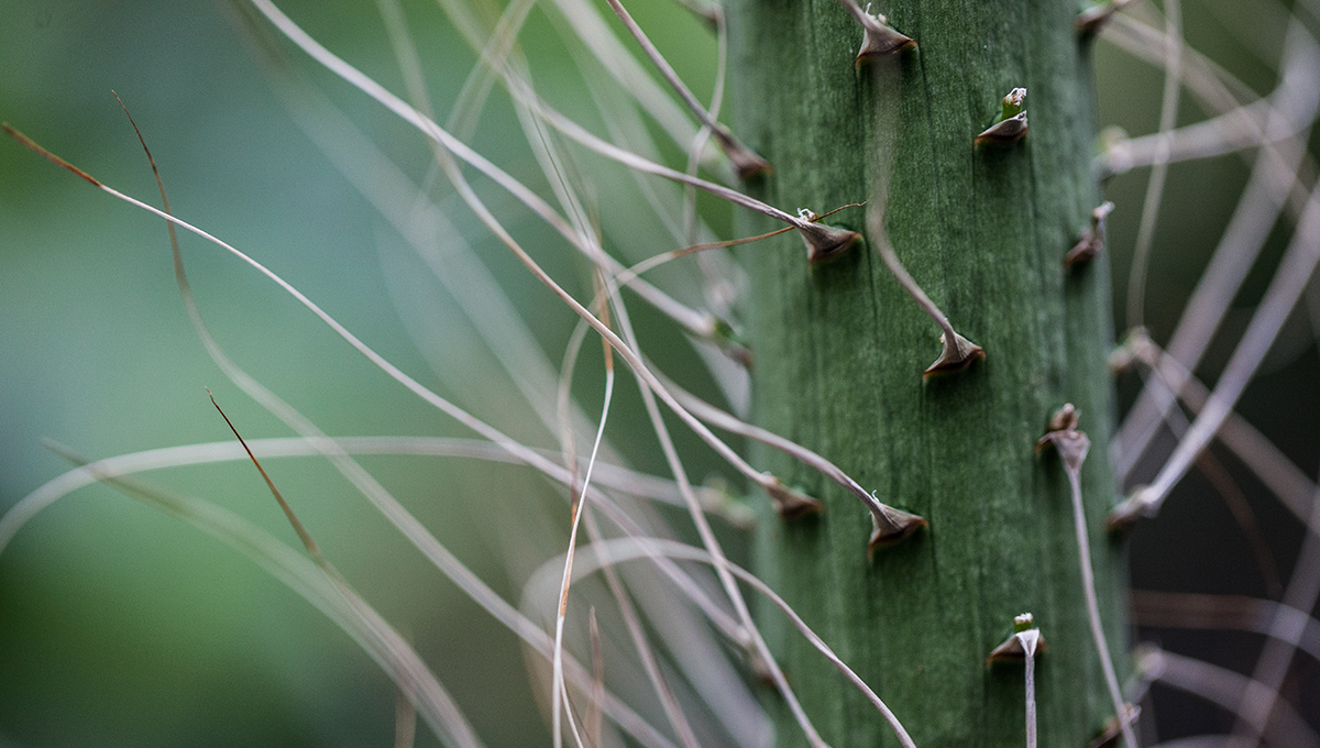 Colossal Carleton Blossom Astounds Biologists