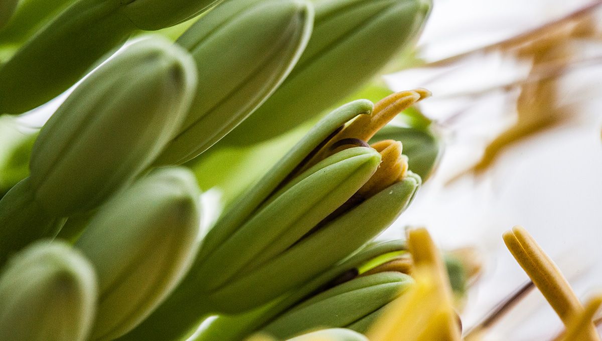 Agave - Colossal Carleton Blossom Astounds Biologists