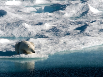 Carleton Researchers Find Half of Budgets for Species Conservation is ...