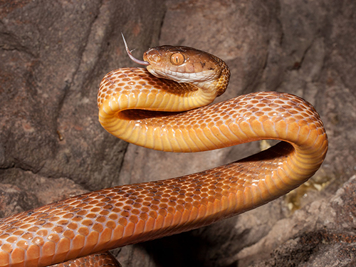 A large yellow and brown snake at alert
