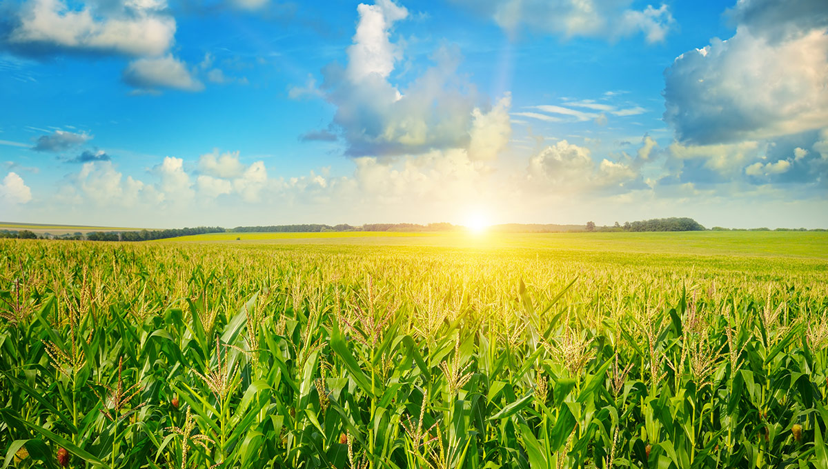 Sun rise over the corn field