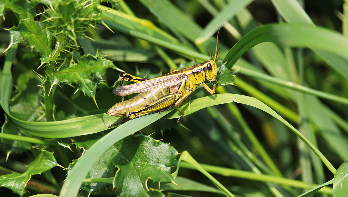 Cricket