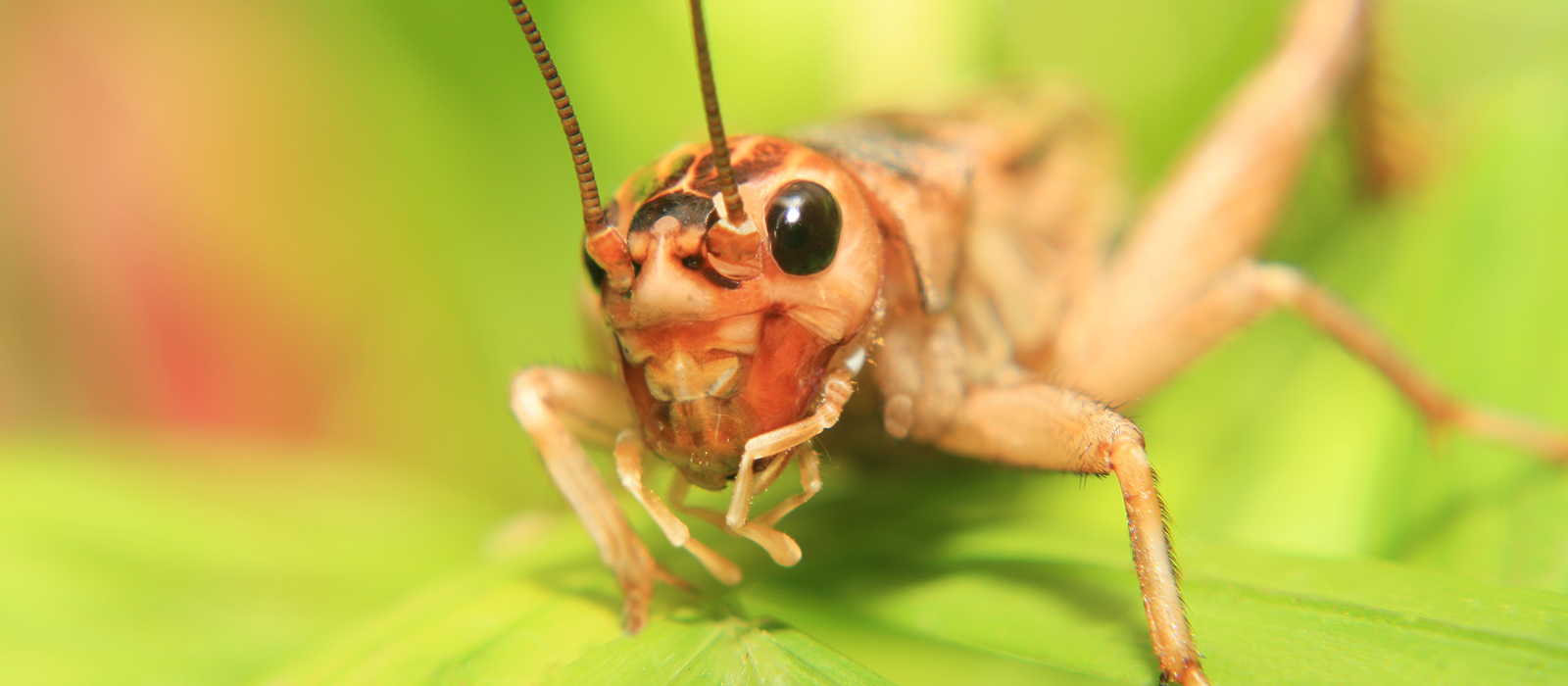 A cricket on a leaf