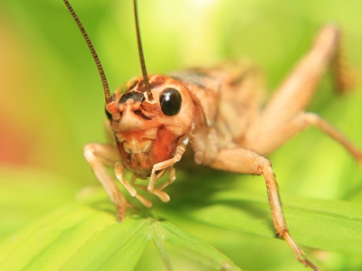 Photo for the news post: Edible Insects: Why Cricket Protein Could be a Game-Changer