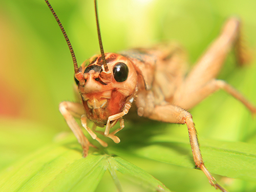 A cricket on a leaf