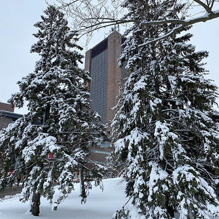 Two snow covered pinetrees can be seen in front of a large building.