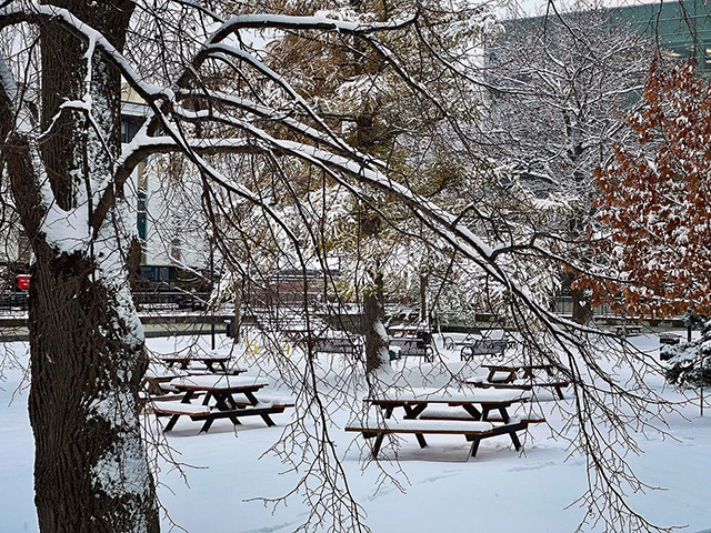 Picnic tables and trees covered in snow.