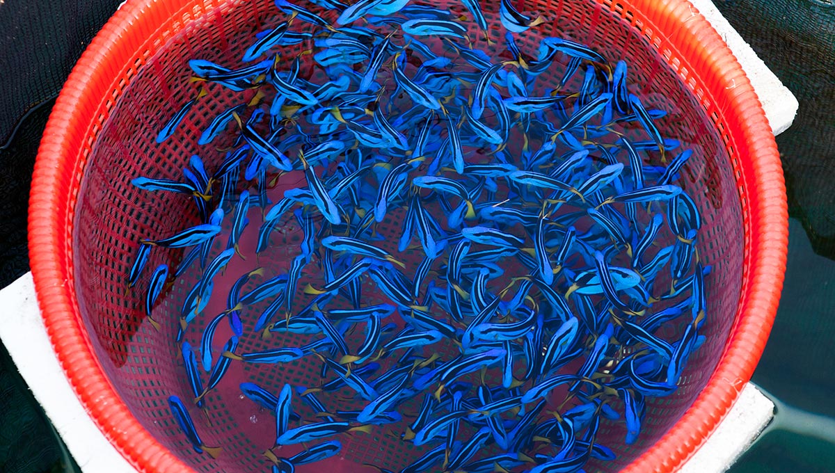 GREEN NEON TETRA (Paracheirodon simulans) – Aquarists Across Canada