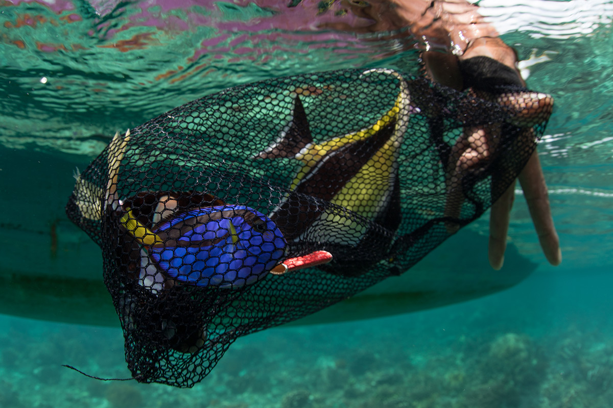 Fish Research Links to Indigenous Heritage