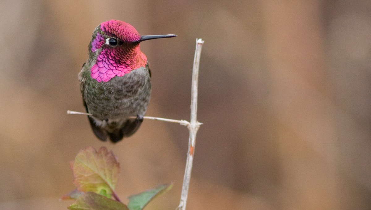 Understanding Hummingbird Behaviour and Evolution