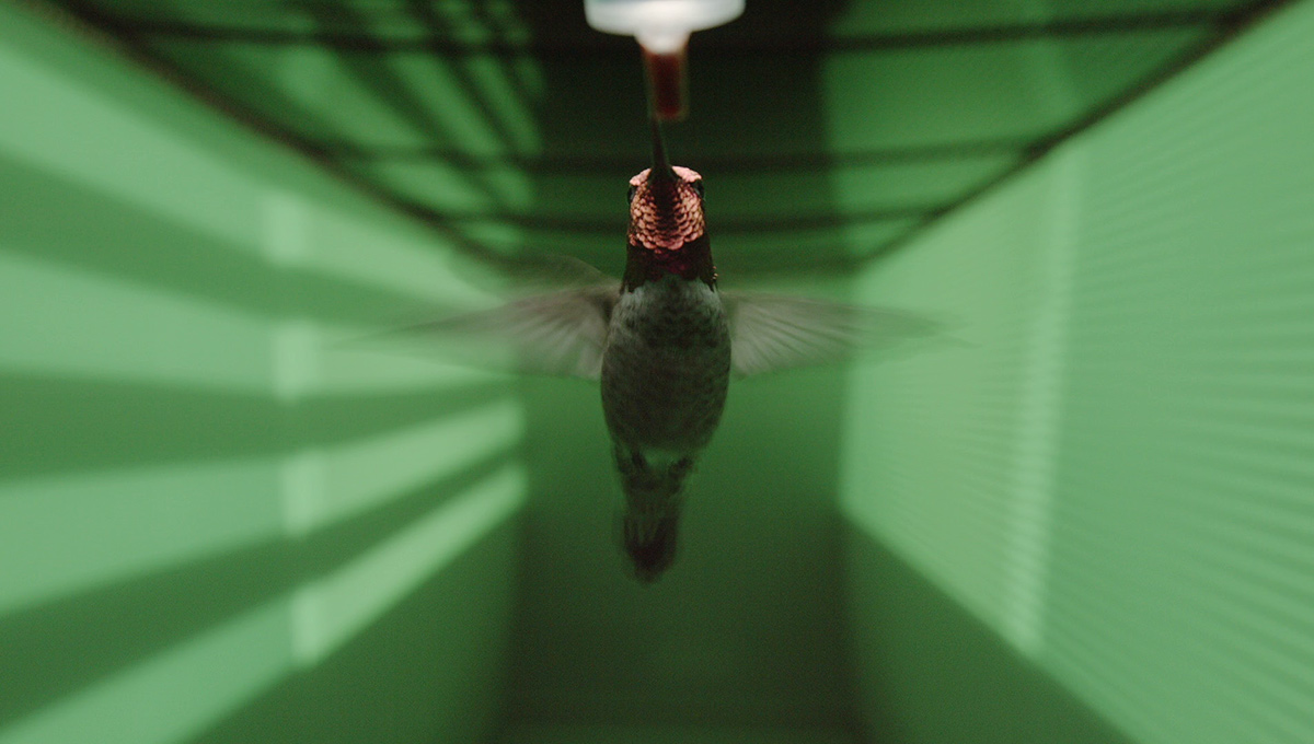 Understanding Hummingbird Behaviour and Evolution