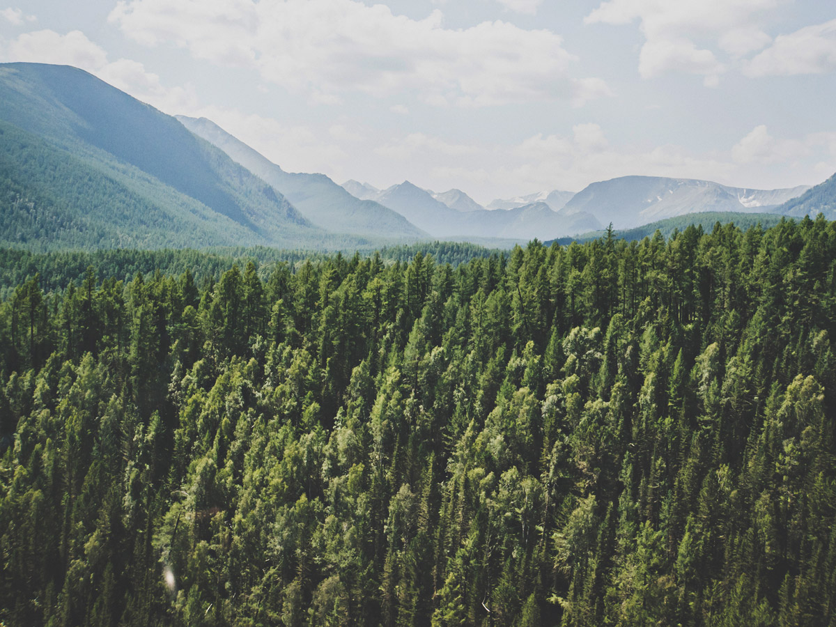 A forest landscape with mountains in the distance.