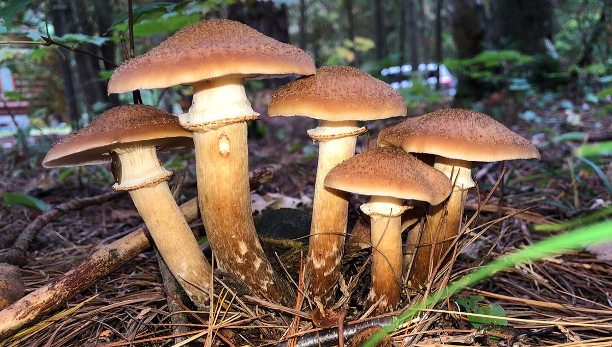 A large group of mushrooms.