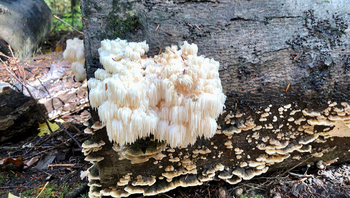 Fungi growing on a rock